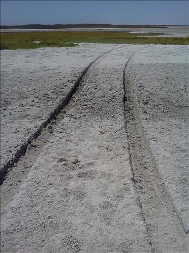 tidal flat disturbance PAIS