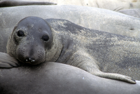 Northern Elephant Seal Molting