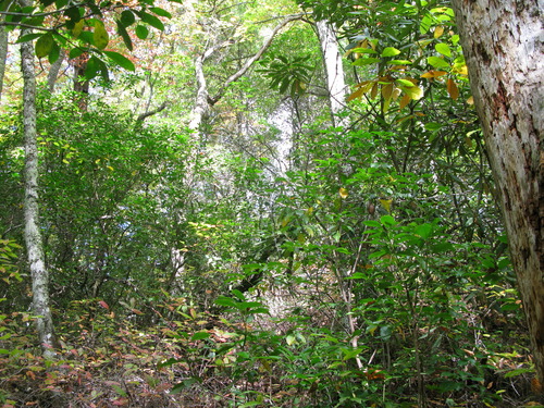 GRSM Accuracy Assessment. Plot Code: GRSM_AA_0267_2