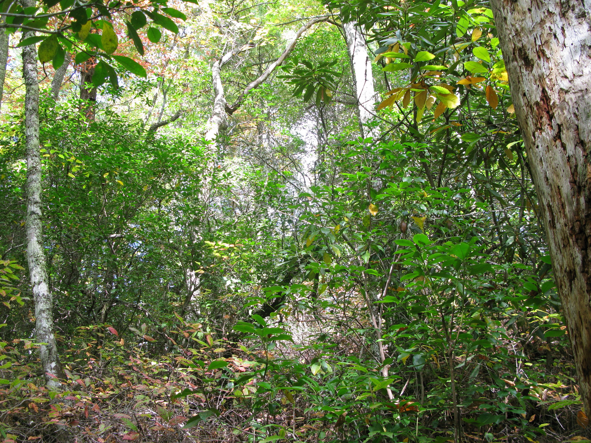 GRSM Accuracy Assessment. Plot Code: GRSM_AA_0267_2