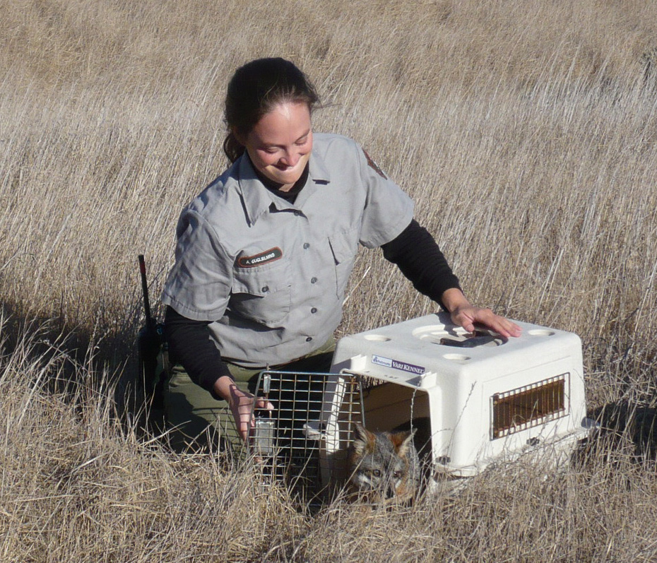 Fox Release on Santa Rosa Island