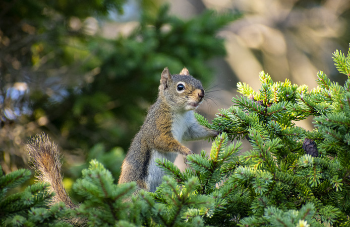 Squirrel standing on pine 