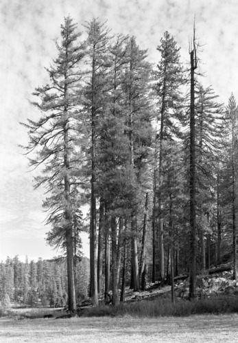Trees along meadow at Cuneo property.