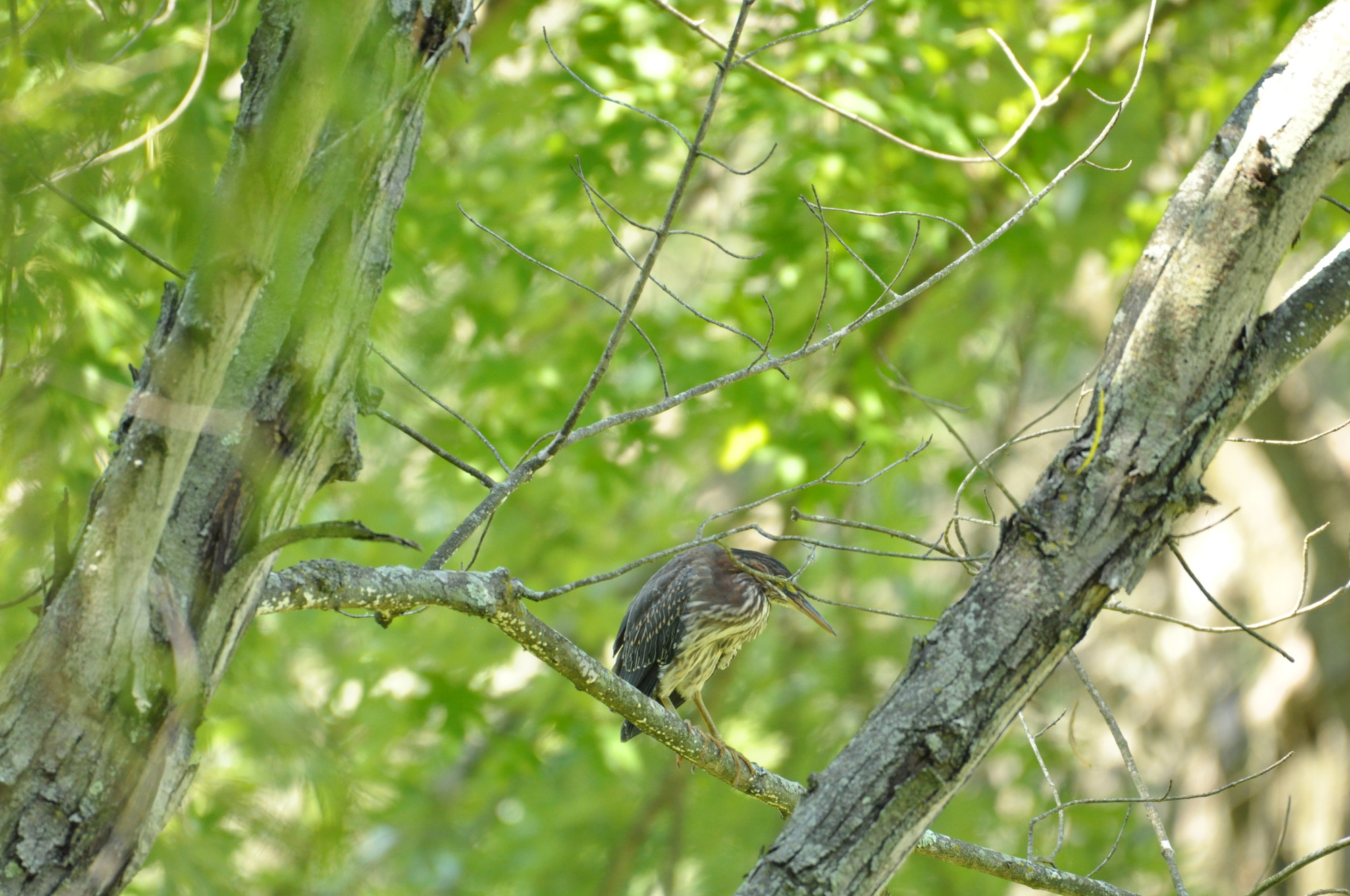 Green Heron