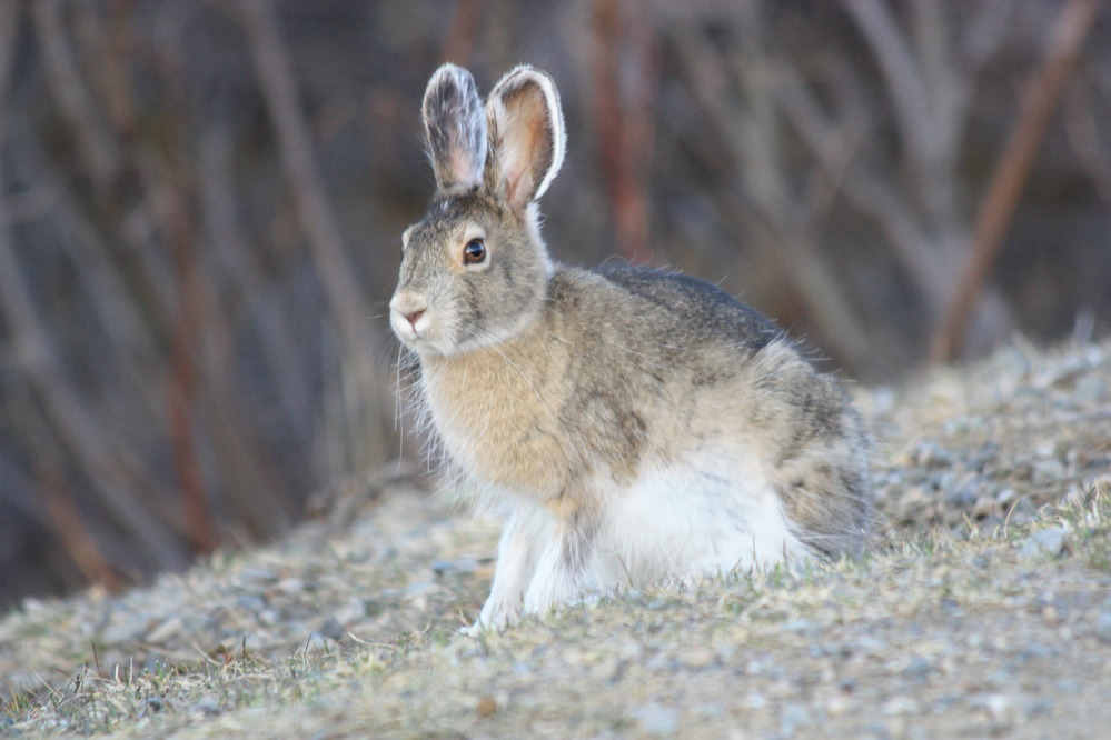a hare with brown back and white belly