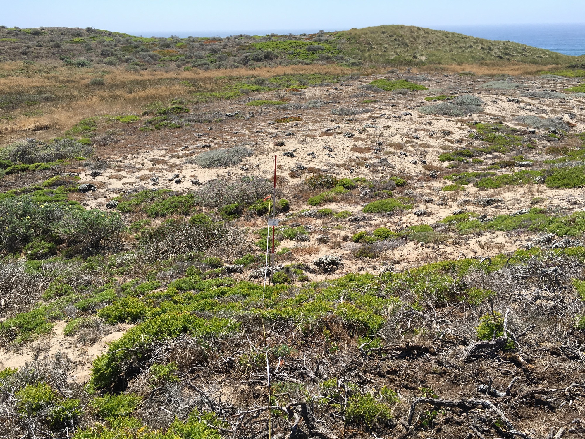 Eye-level view from the center point of a plant community monitoring plot