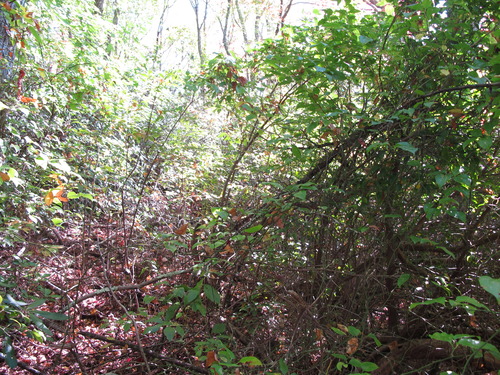 GRSM Accuracy Assessment. Plot Code: GRSM_AA_0187_4