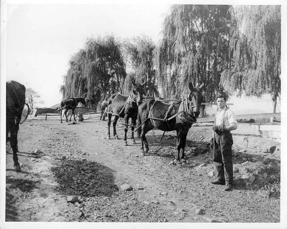 Muleskinner stands beside three harnessed mules