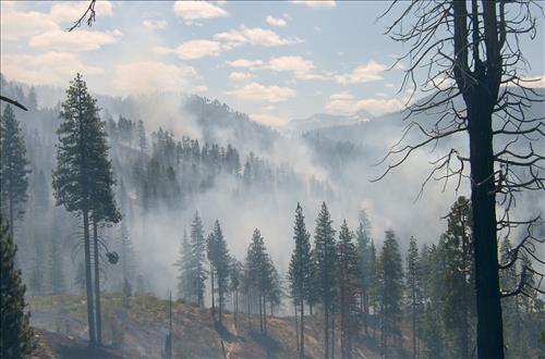 Fire monitors observe fire activity on the Comb Complex wildfire, Sequoia and Kings Canyon National Parks, July 2005