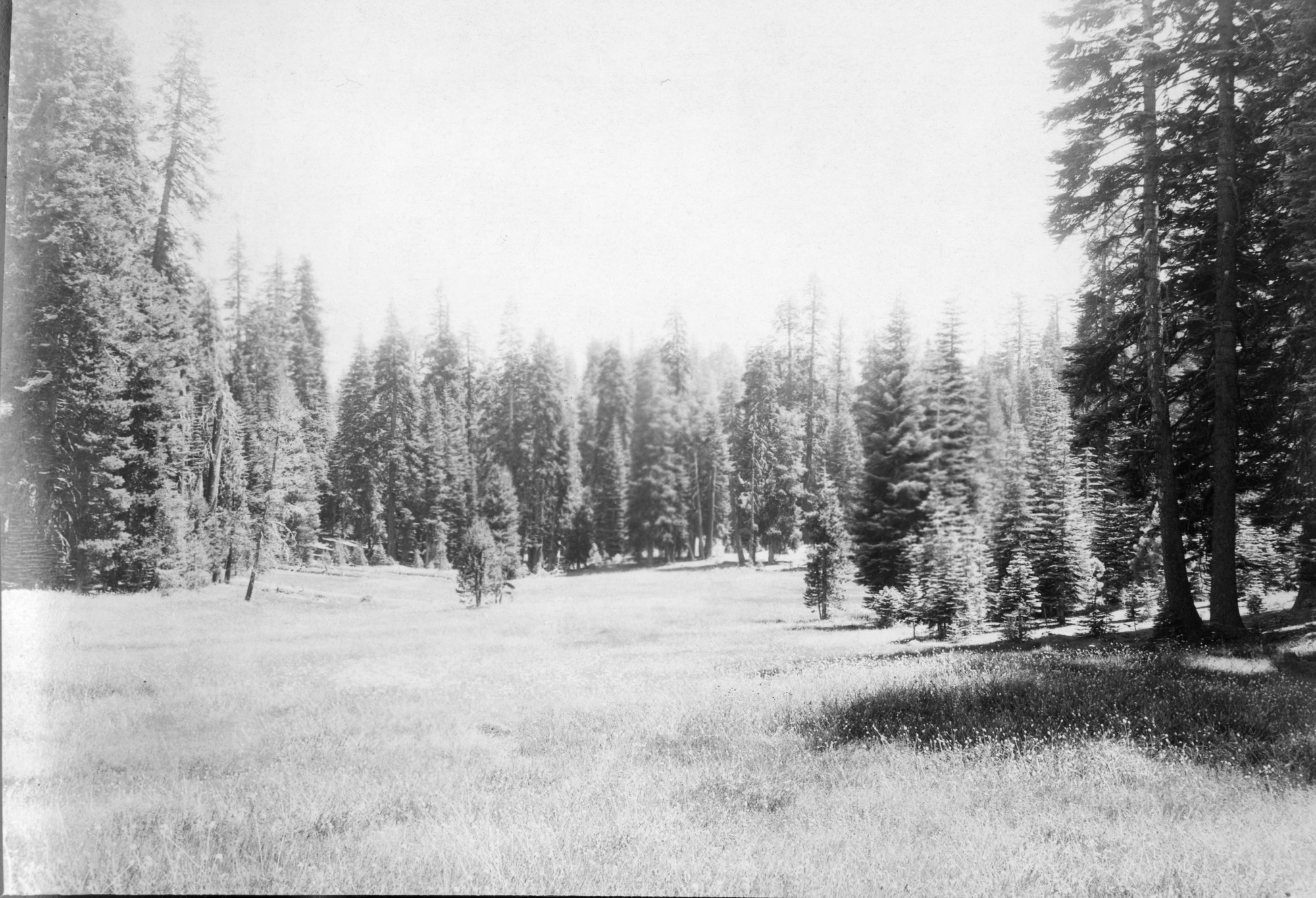 Meadow east of Gin Flat.