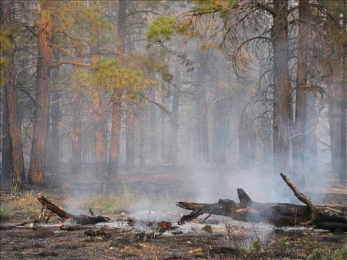 Cape Final prescribed burn on July 30, 2005
