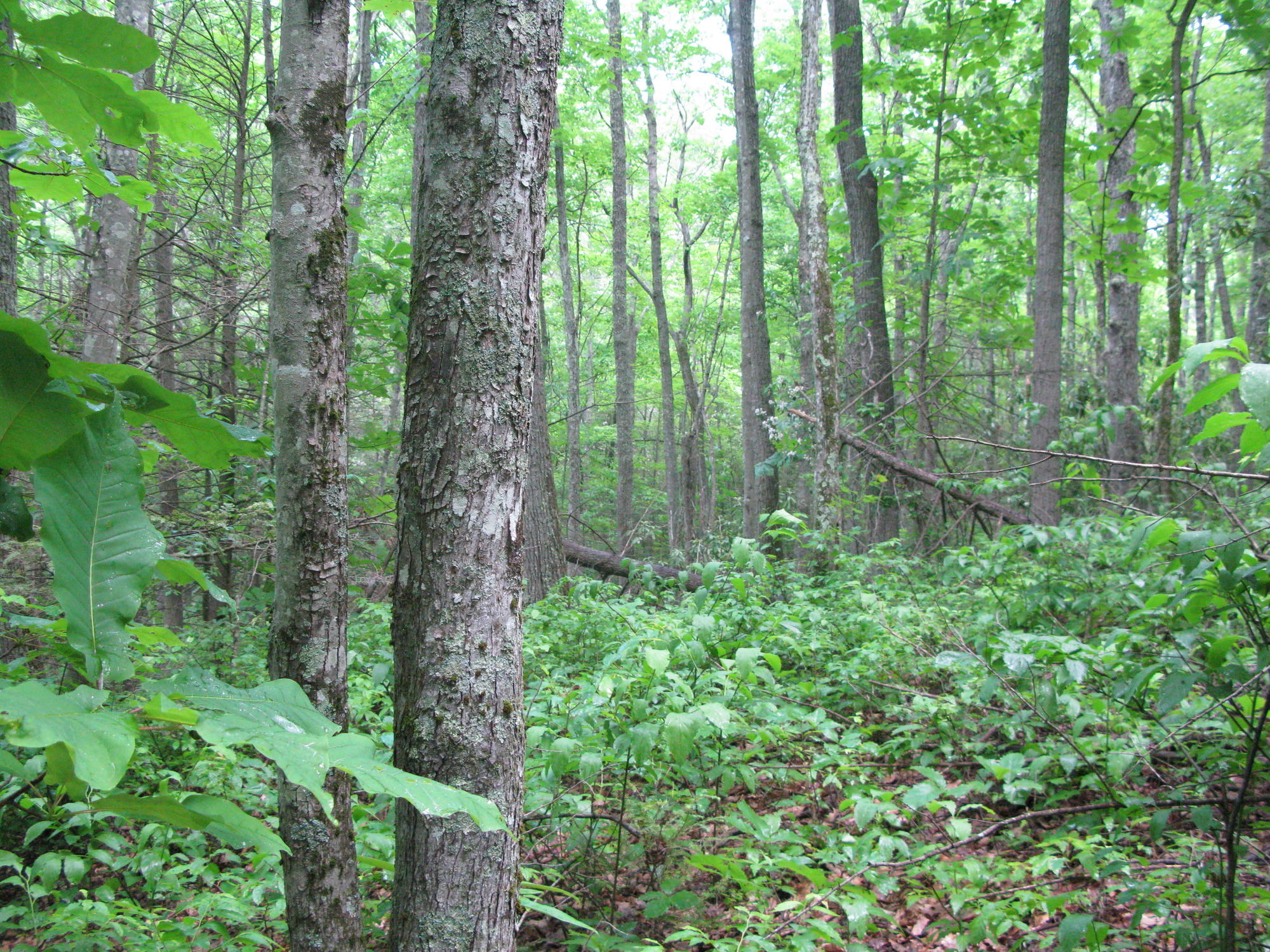 GRSM Accuracy Assessment. Plot Code: GRSM_AA_0442