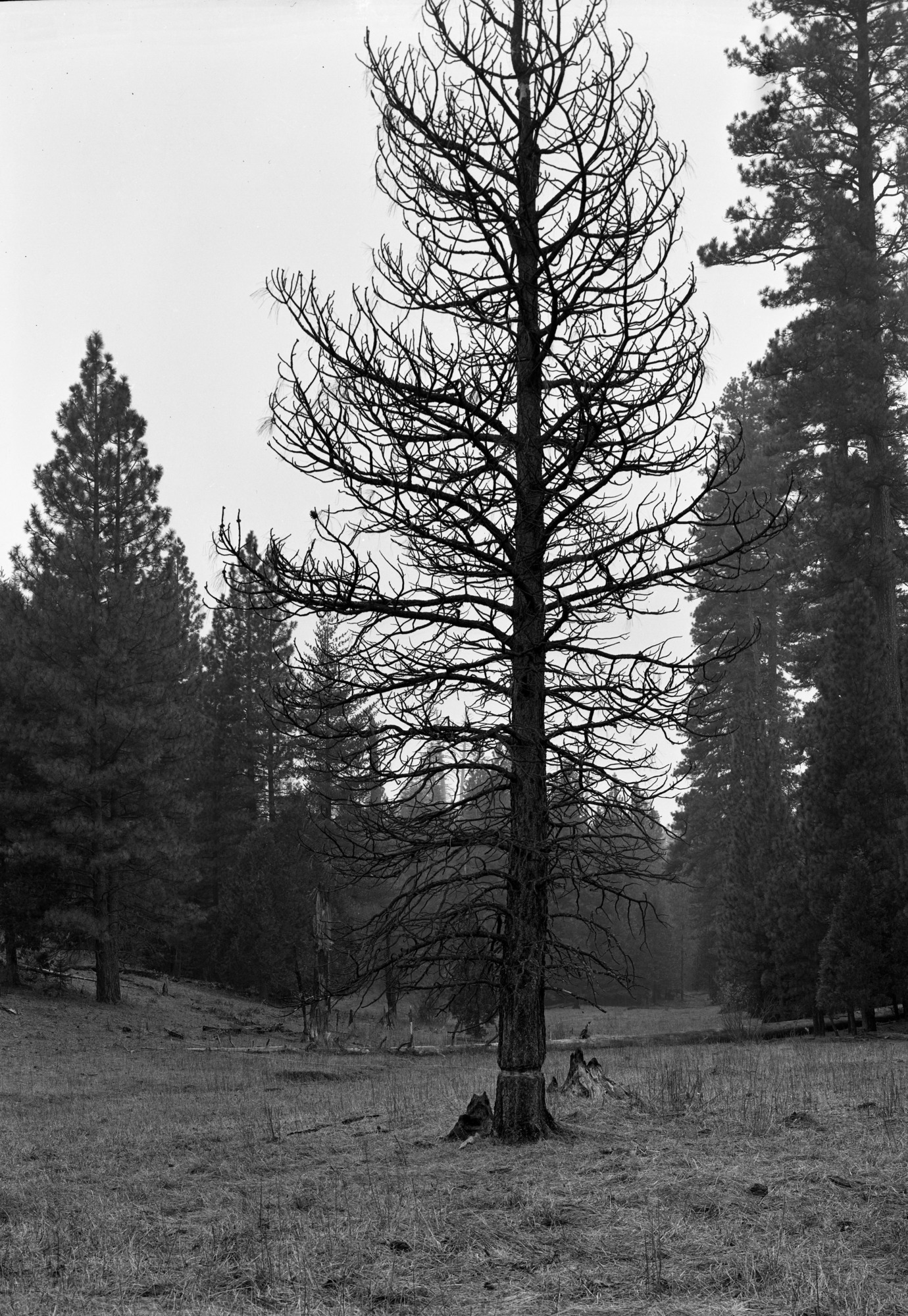 Tree girdled at Cuneo place