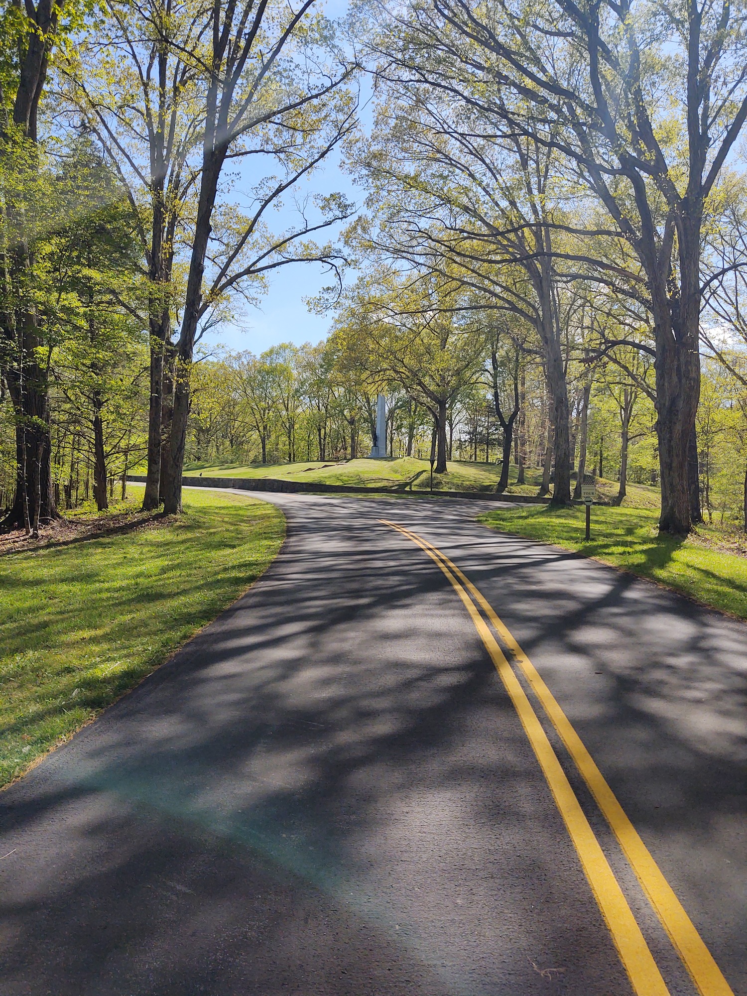 tree-lined roadway