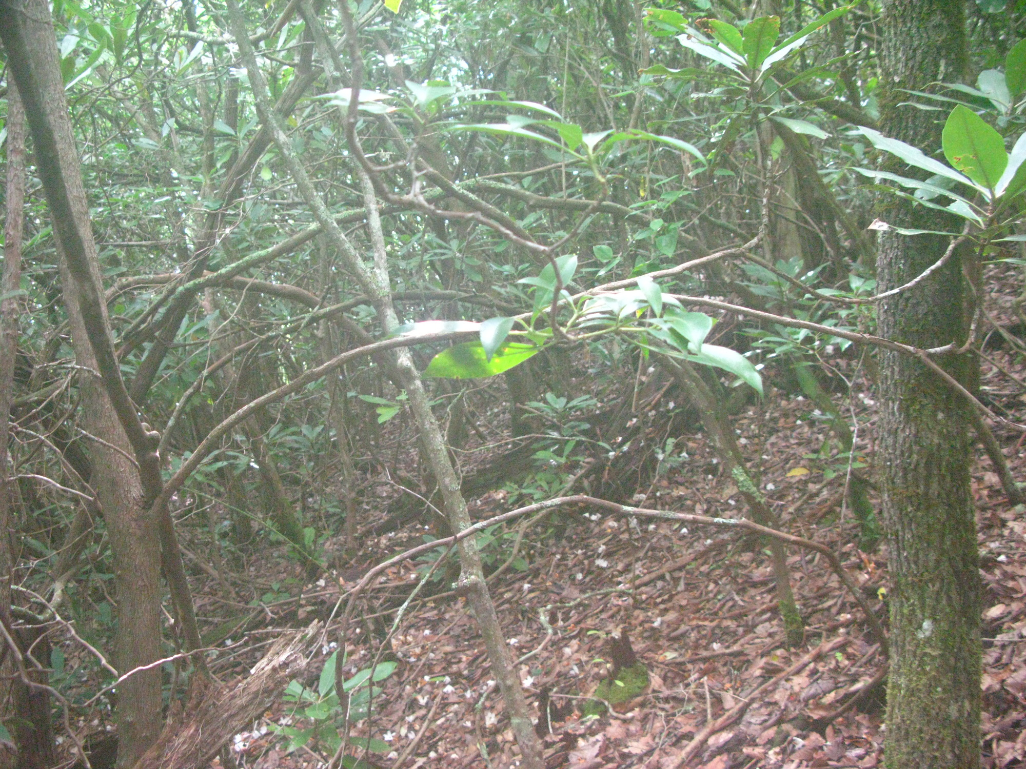 GRSM Accuracy Assessment. Plot Code: GRSM_AA_0793_3