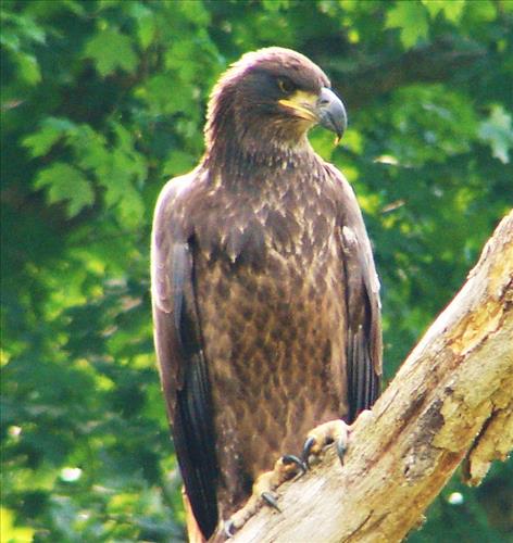 Young bald eagle has just fledged near Pinery Narrows