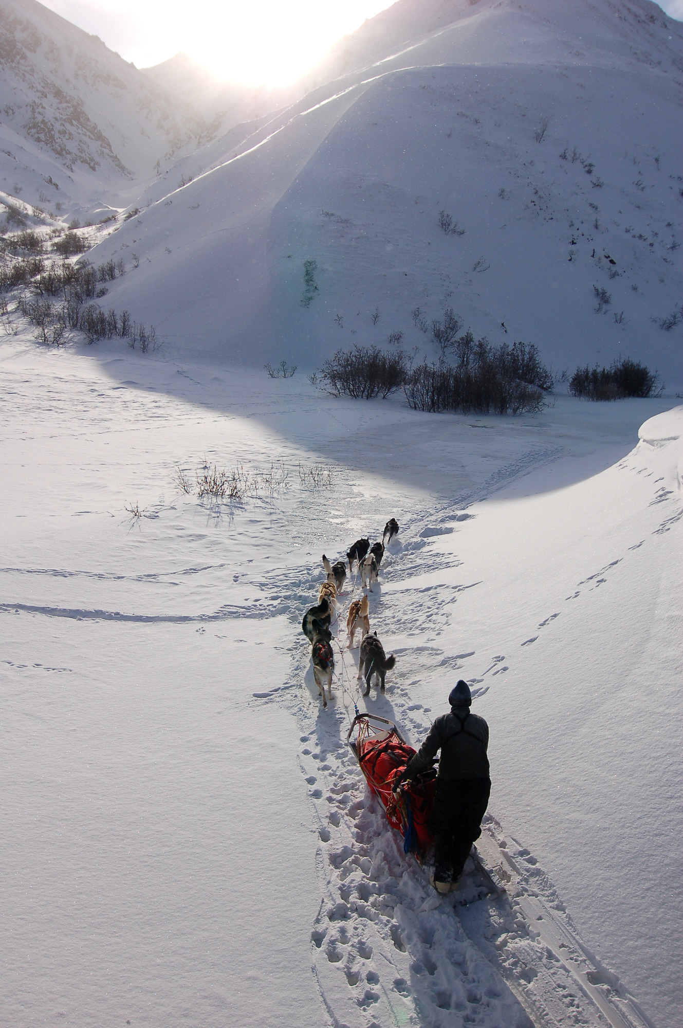 nine dogs pulling a musher past snowy mountains