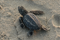 2009 Kemp's ridley sea turtle project at Padre Island National Seashore. In 2009, 117 Kemp's ridley sea turtle nests were found at Padre Island National seashore. This marks the sixth consecutive year that record numbers of Kemp's ridley nests have been recorded in the park since record keeping began in 1980.