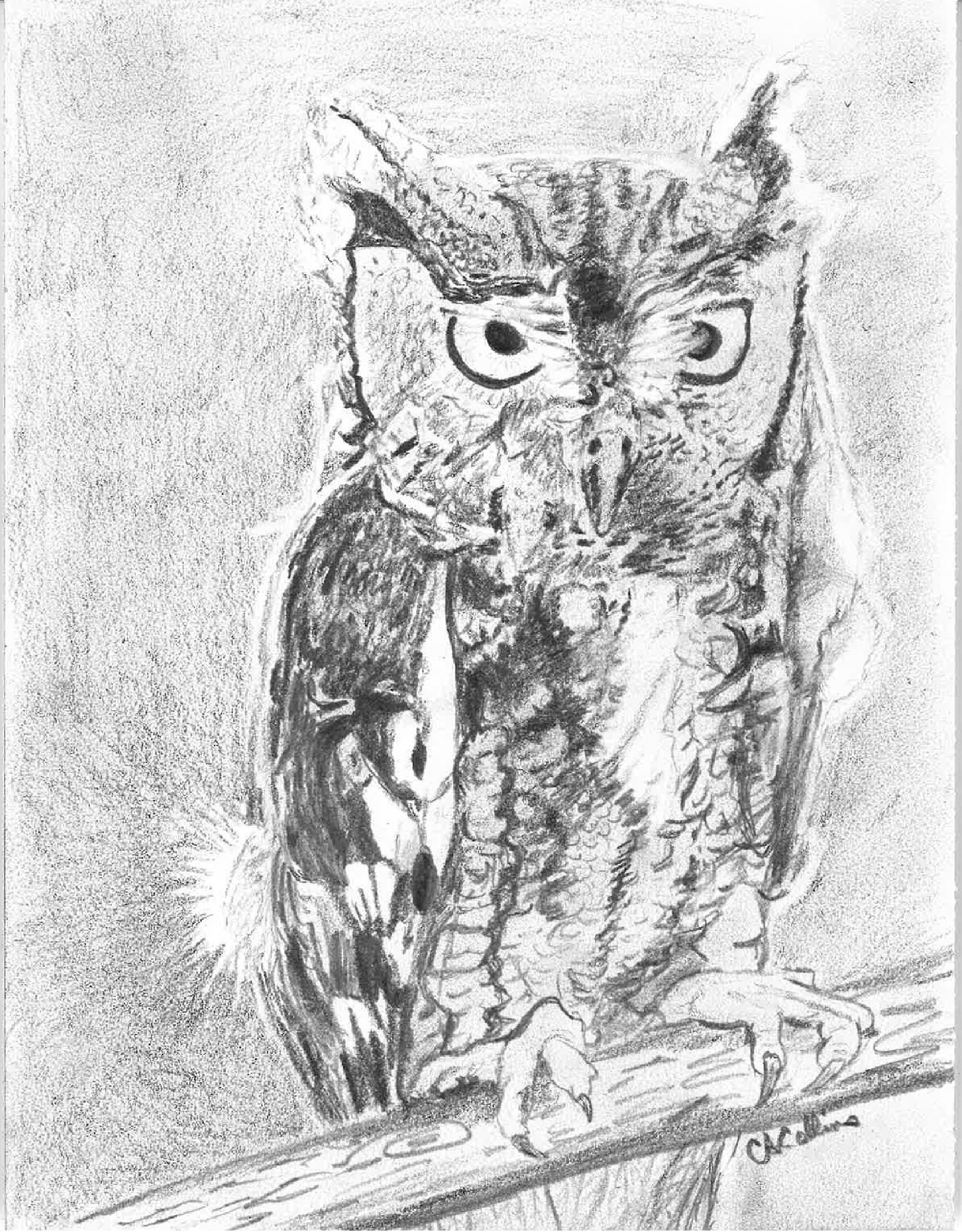 A pencil drawing of a screech owl looking directly at the viewer with its talons wrapped around a branch.