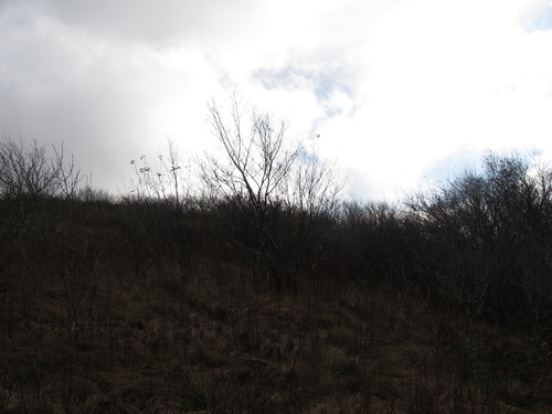 GRSM Accuracy Assessment. Plot Code: GRSM_AA_0015_3