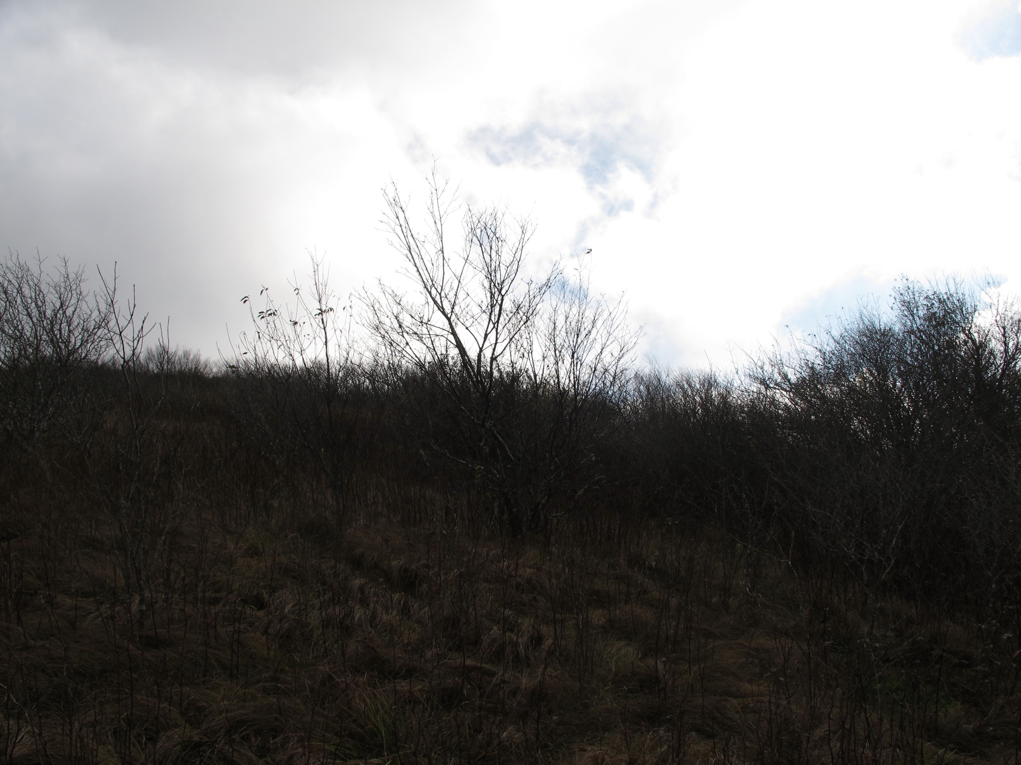 GRSM Accuracy Assessment. Plot Code: GRSM_AA_0015_3