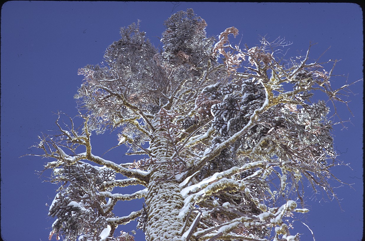 Lichen on tree covered with snow