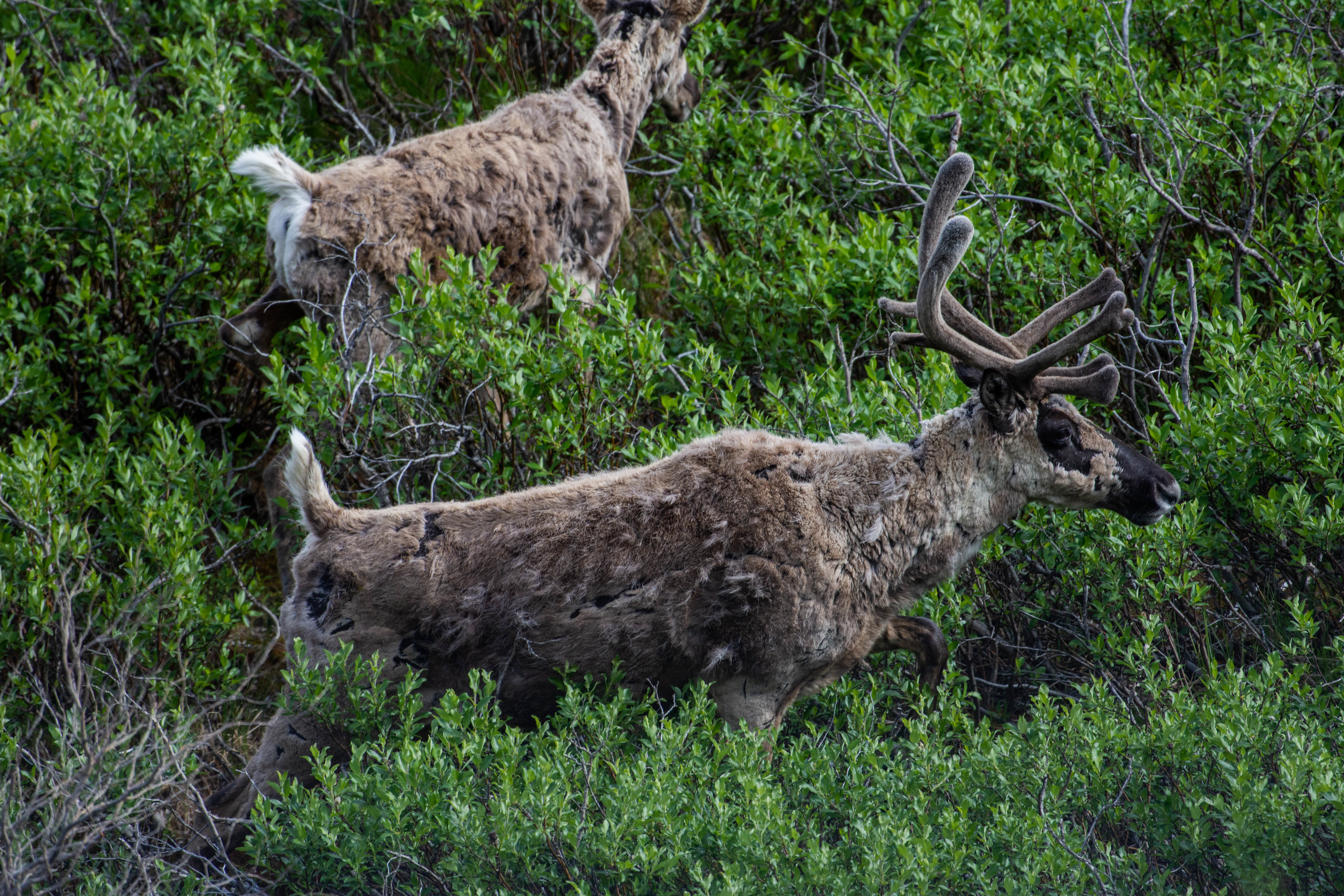 two caribou with shaggy coats in bushes