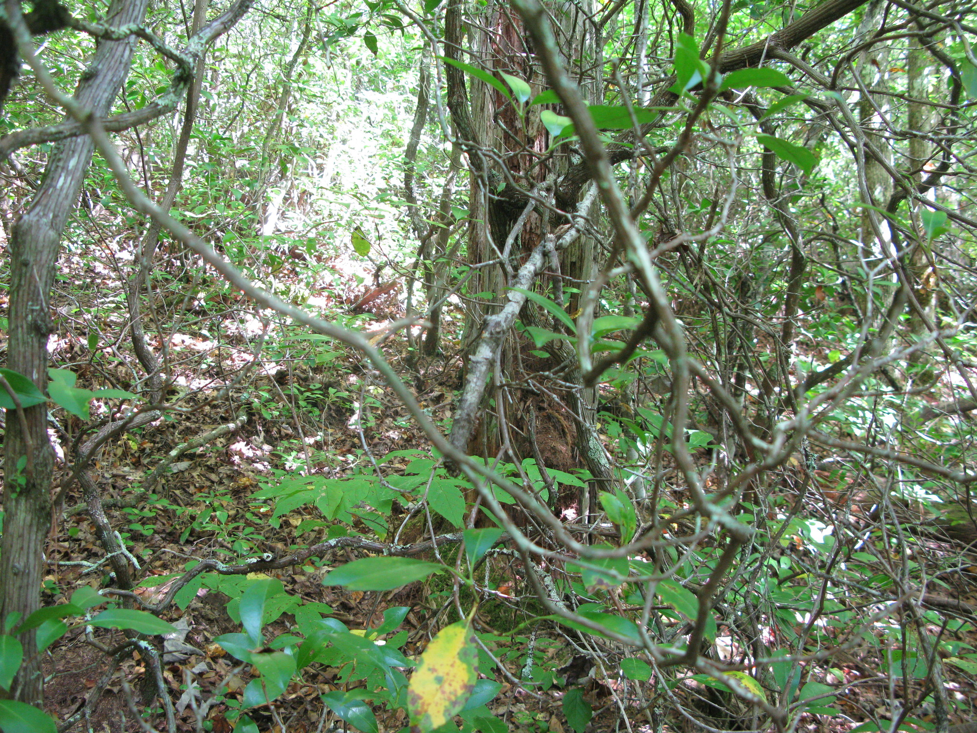 GRSM Accuracy Assessment. Plot Code: GRSM_AA_0806_3