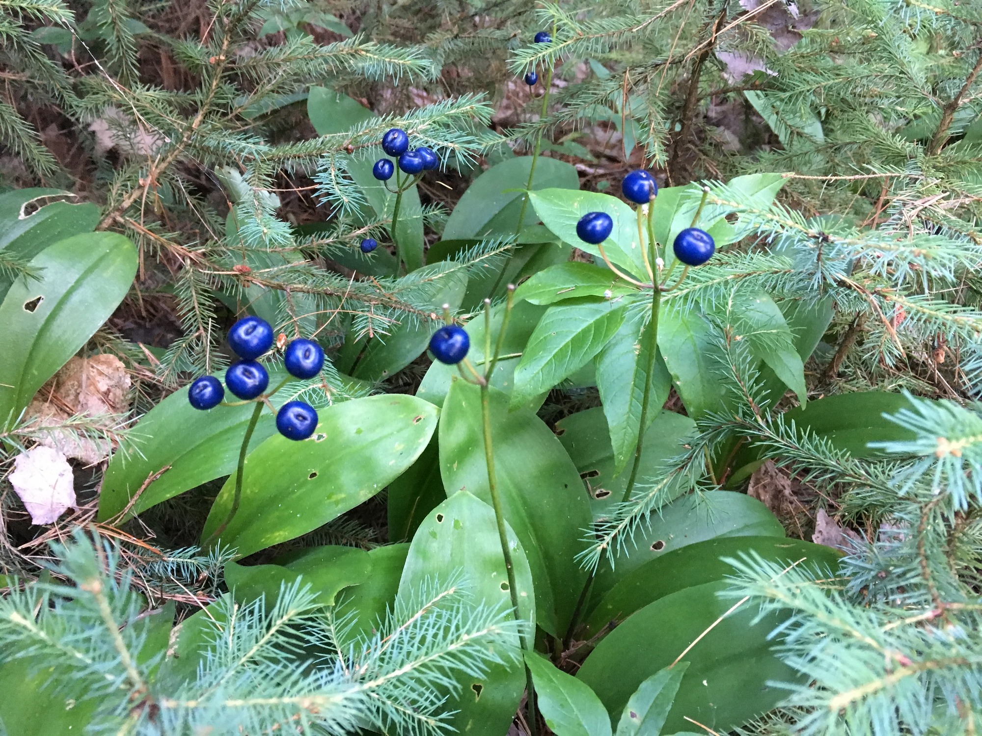 Bluebead lily (Clintonia borealis) growing under evergreens. The blue berries grow at the end of skinny stalks growing above the green lily leaves.