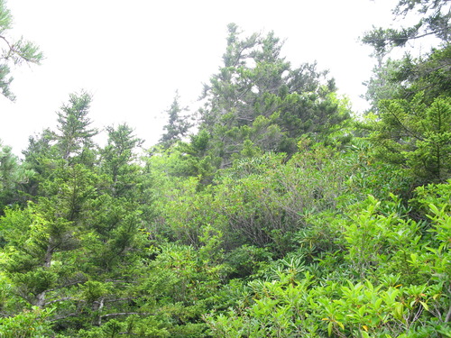 Plot Code: GRSM_AA_0473_2