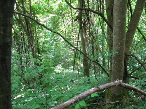 GRSM Accuracy Assessment. Plot Code: GRSM_AA_0735_3