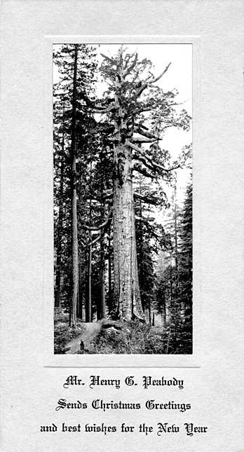 A giant sequoia tree sits in a forest at the crest of a hill next to a dirt trail. A Christmas greeting is written below it.