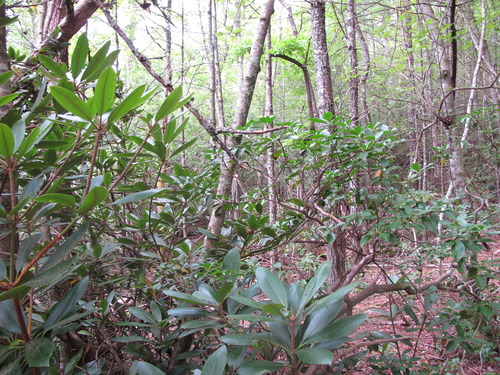 GRSM Accuracy Assessment. Plot Code: GRSM_AA_0300_5