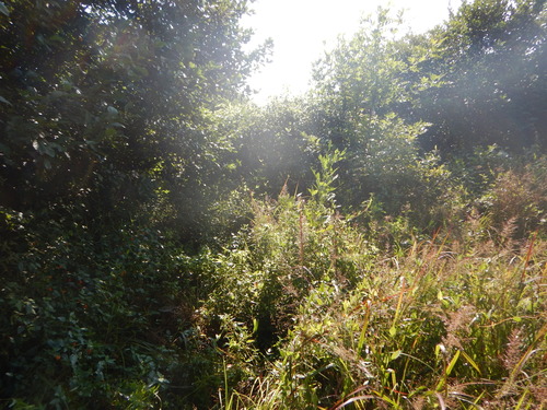 GRSM Accuracy Assessment. Plot Code: GRSM_AA_0463_3