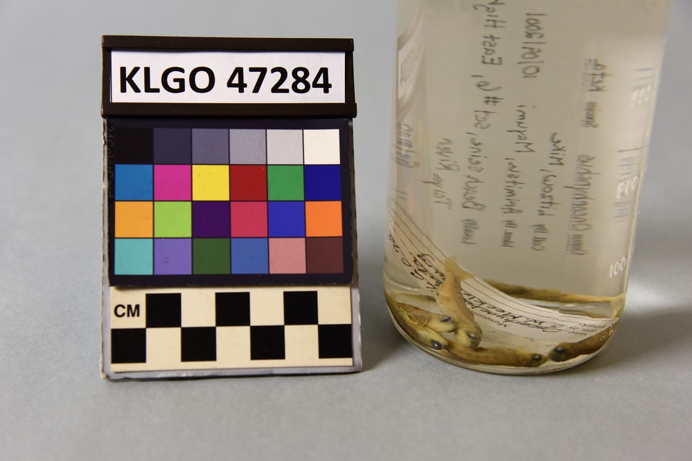 color close up photo of a small glass jar with green lid containing 7 small four inch long silver colored fish