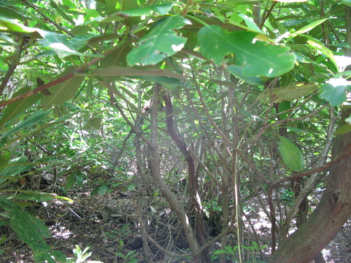 GRSM Accuracy Assessment. Plot Code: GRSM_AA_0420