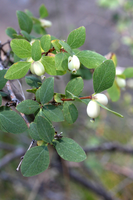 Symphoricarpos oreophilus, Mountain snowberry