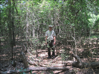 Exotic Plant Management Project at Arkansas Post National Memorial in summer 2011. Features before and after images of work completed during the exotic plant management project.  Also features some of the Youth Conservation Corps and Biological Technicians at work.