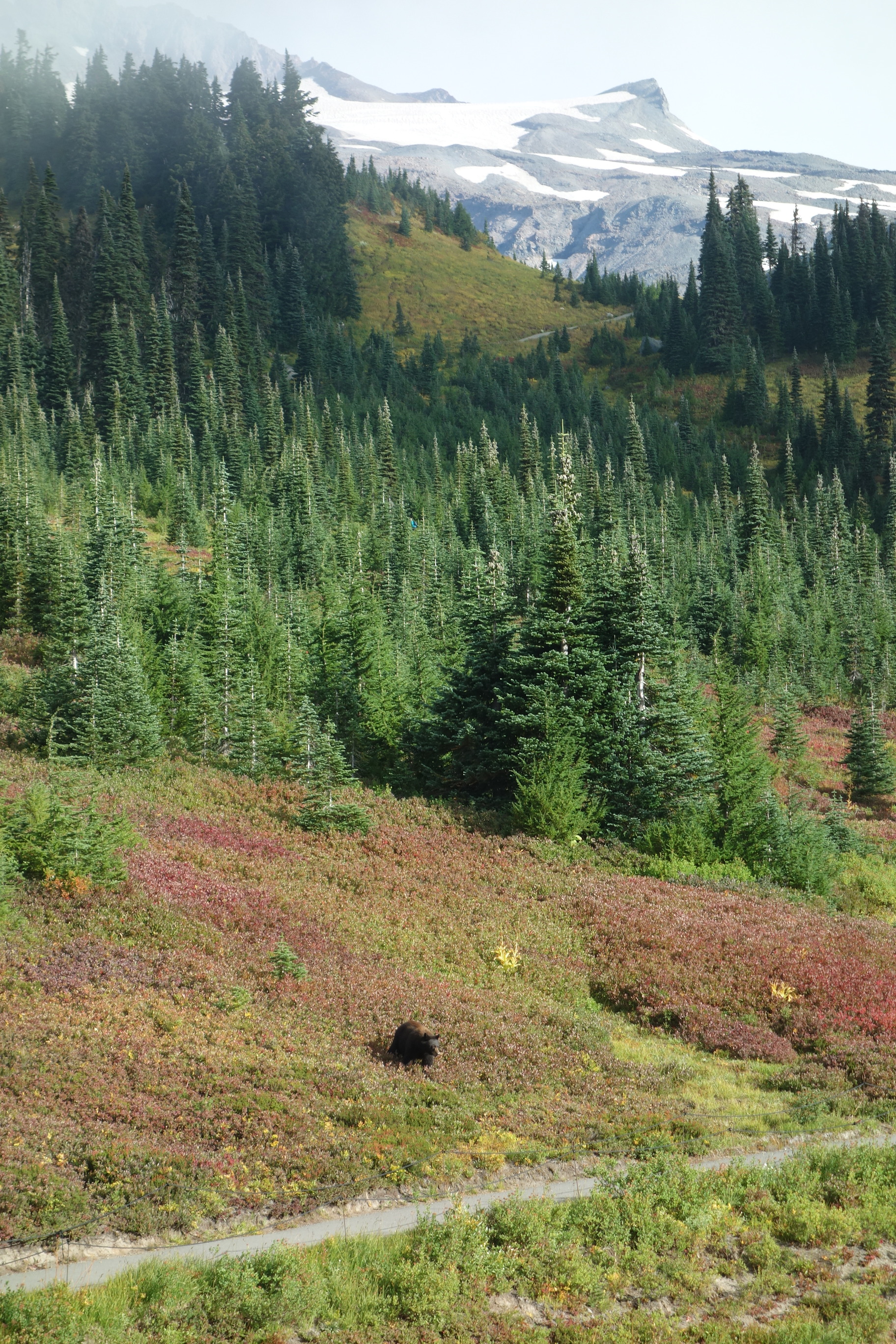 A black bear in a patch of reddish bushes on the slope of a mountain partly covered in fir trees. 