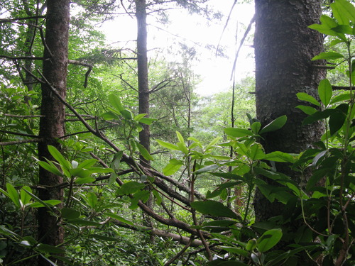 GRSM Accuracy Assessment. Plot Code: GRSM_AA_0158_6