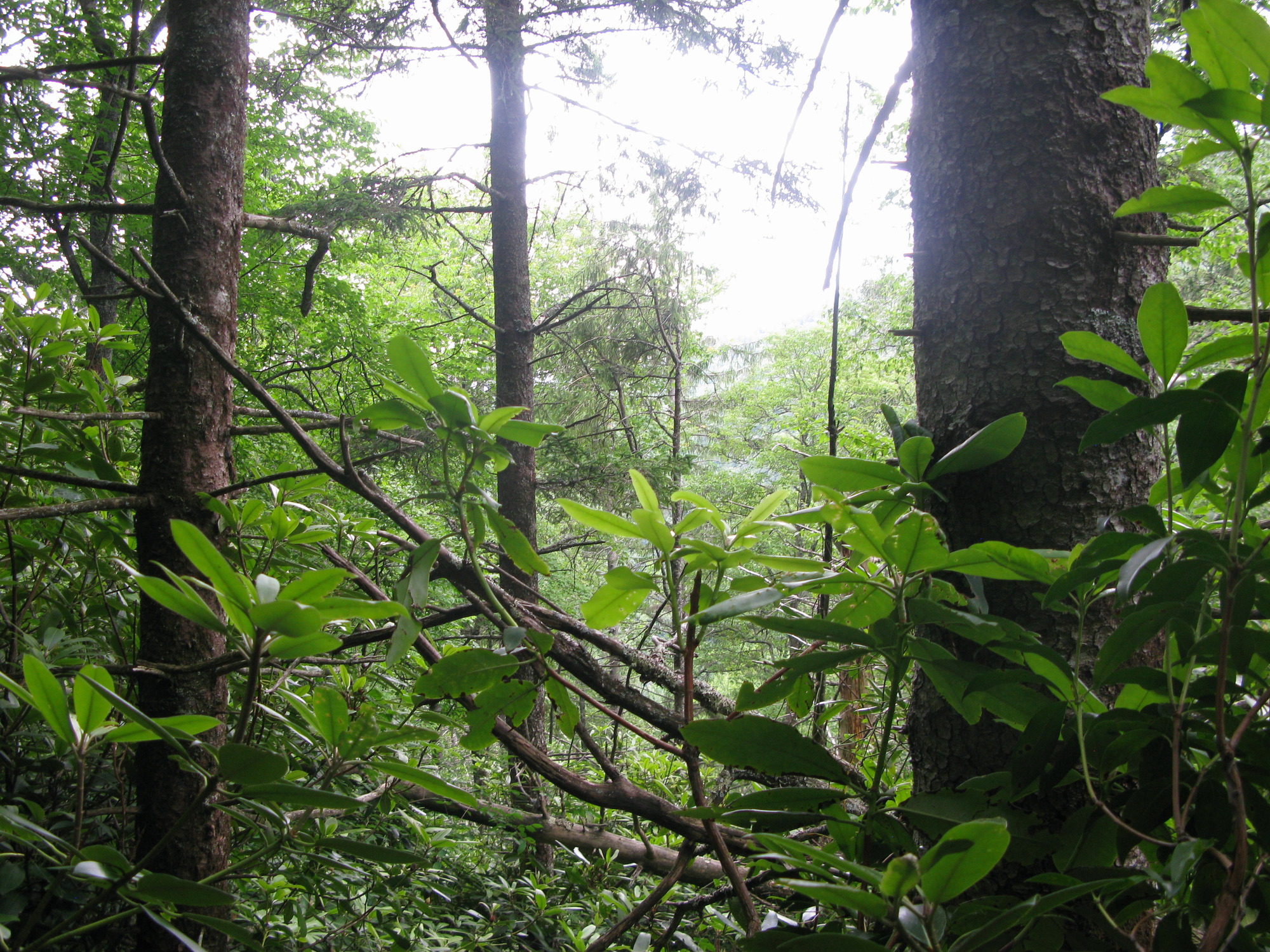 GRSM Accuracy Assessment. Plot Code: GRSM_AA_0158_6