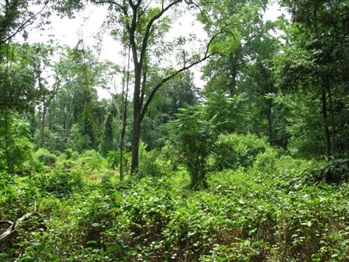 NACE -- Manage Exotic Plants