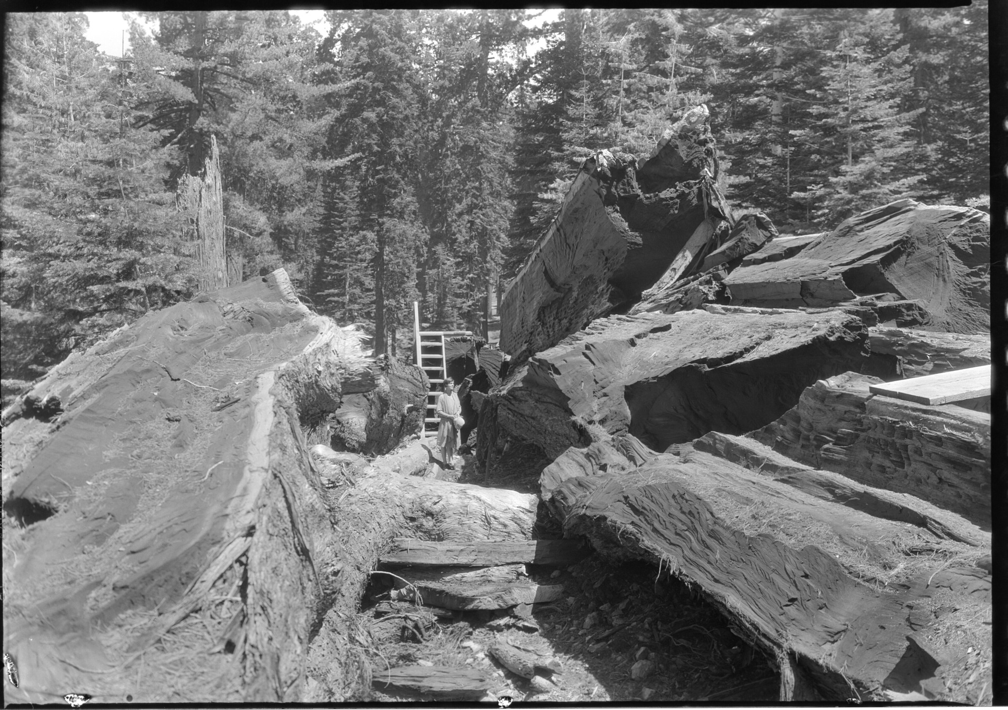Fallen Massachusetts Tree