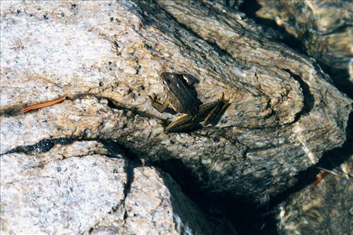 Mountain yellow-legged frog restoration project, Sequoia and Kings Canyon National Parks, 2001-2003