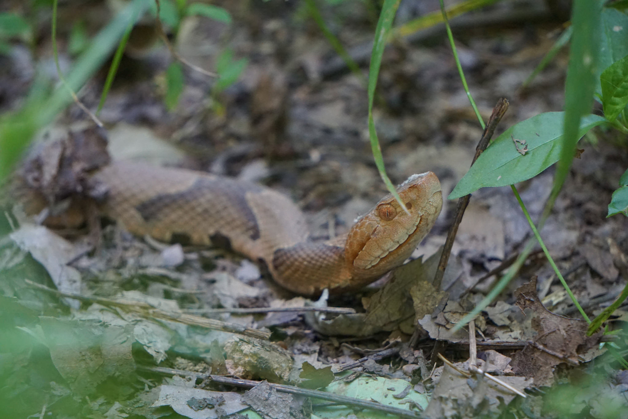 A tan colored snake with dark hour-glass shaped markings on its back raises its head among leaf litter.