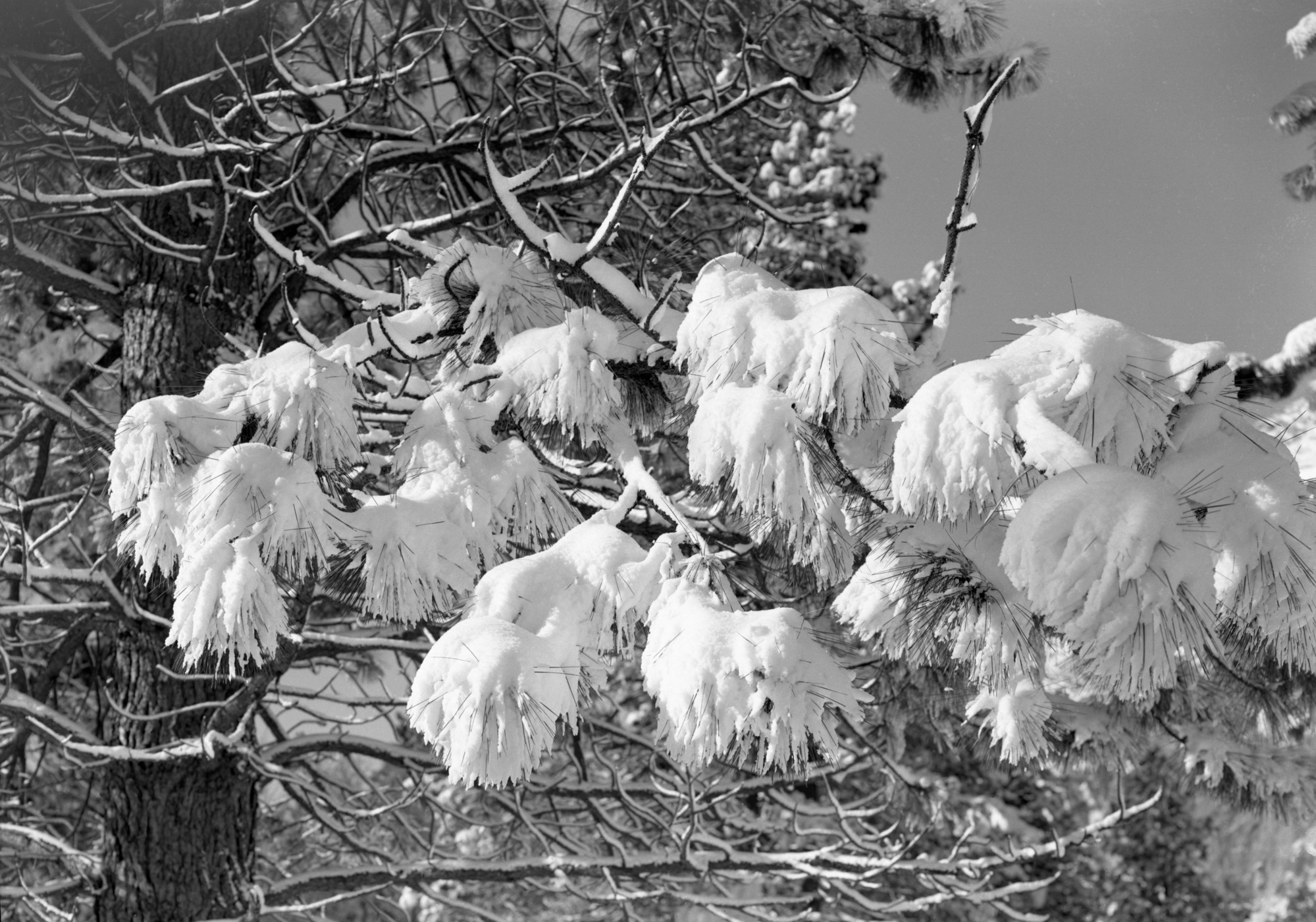 Snowcovered limb of pine tree.