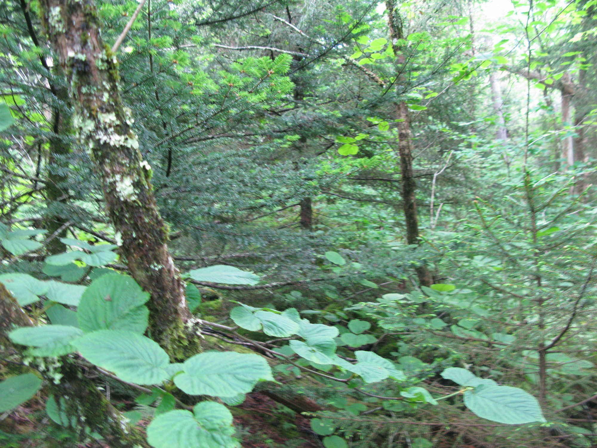 GRSM Accuracy Assessment. Plot Code: GRSM_AA_0580_4