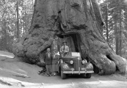 Col. Eddie Eagen, Mrs. Eagen & Jr. Park Naturalist Wayne Bryant in the Wawona tree.