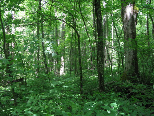 GRSM Accuracy Assessment. Plot Code: GRSM_AA_0647