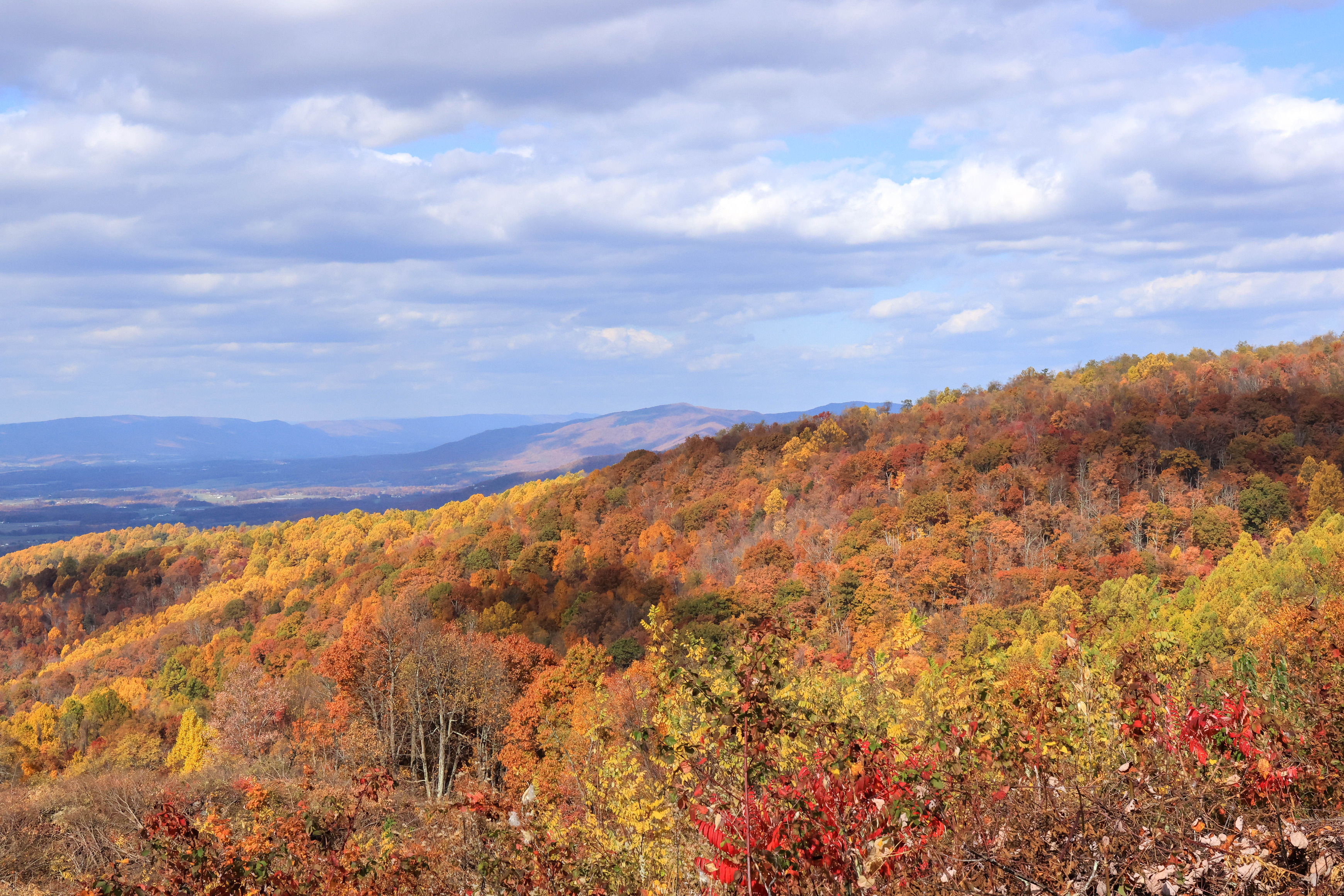 A ridge of a mountain covered orange fall foliage.  